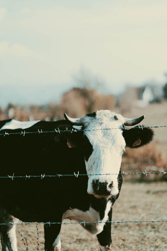 A Holstein cow stands behind a barbed wire fence in a serene pasture, embodying rural farm life.