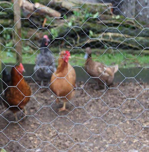 Chicken wire (hexagonal wire netting) used for poultry enclosure and farm fencing.